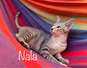Orientalisch Kurzhaar Katze sucht liebevolles Zuhause