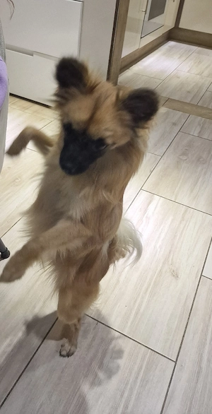 Wunderhübsche verspielte Pomchi Hündin.