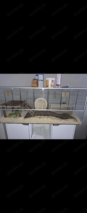 Hamster zu verschenken 