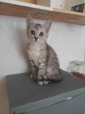 2 süße Kater abzugeben in liebevolle Hände   