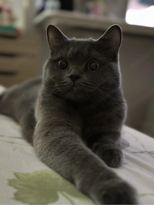Britische Katze