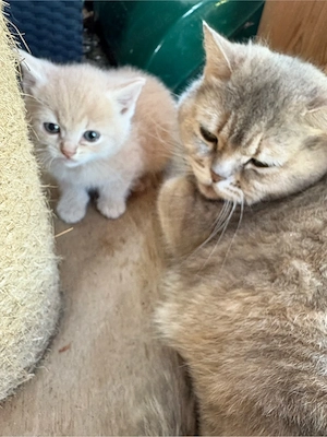 BKH Katze 