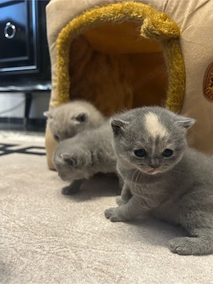 BKH kitten