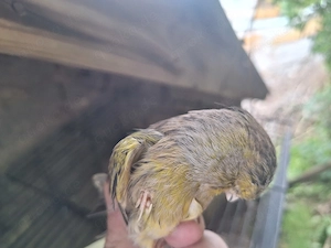 Gloster Kanarienvögel 