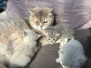 BKH Katze 
