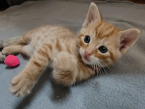  Orangener Kater aus 3er-Wurf sucht liebevolles Zuhause 