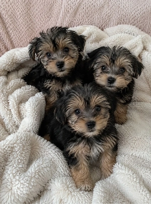 Maltipoo Welpen Hündinnen und Rüden 