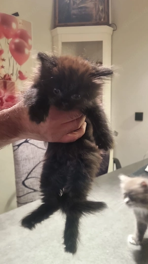 Baby Norwegisch Mix Ragdoll kitten 