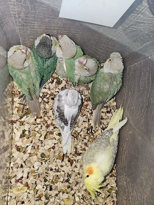 Grünwangen-Rotschwanzsittiche, Molinasittich, Pyrrhura molinae, Sittich, Papagei, Handaufzucht