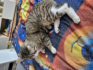 2 Katzenbaby sind 8 Monate alt heißen Tommy & Mia