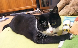 Luna und Hilda suchen ihr Zuhause # Tierschutz  Bild 3