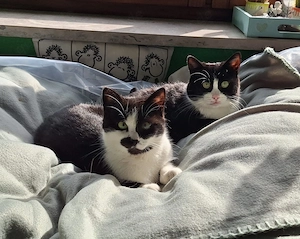 Luna und Hilda suchen ihr Zuhause # Tierschutz 