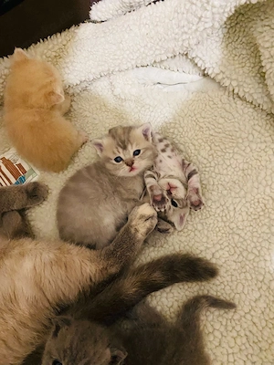 Katzen adoptieren 