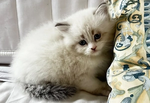 Süße Siam-BKH Mix Kitten 