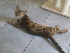Reinrassige Bengalkatzen in silber und braun mit Stammbaum 