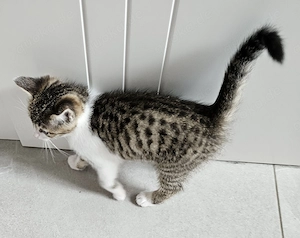 2 süsse Katzenbabys abzugeben