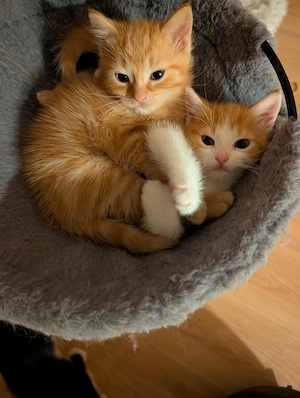 katzen kitten 