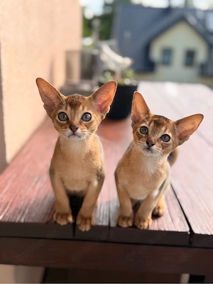 Abessinier Kitten Katzen Auszugsfertig gechippt geimpft Stammbaum 