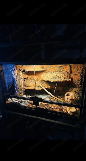 Terrarium komplett eingerichtet inkl. Leopardgecko   51 x 25 x 30 cm