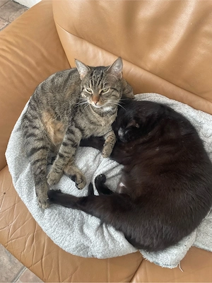 schwarzer kater dringend abzugeben