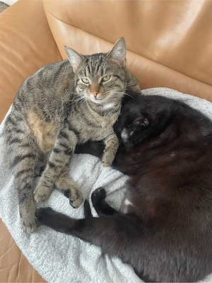schwarzer kater dringend abzugeben