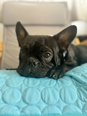 Deckrüde Franz.Bulldogge