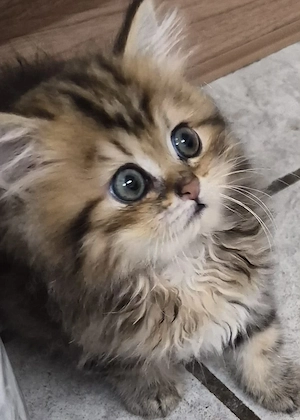  Baby Kätzchen Perser Chinchilla 