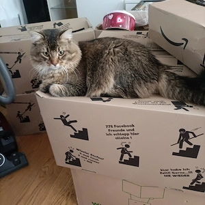 Katze männlich wegen Umzug abzugeben 