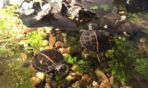 Kleinbleibende weil. Wasserschildkröten für Aquaterrariumhaltung