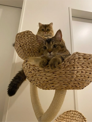    Liebevolles Katzenpaar (BKH & LKH, 2,5 Jahre) sucht gemeinsam ein neues Zuhause   