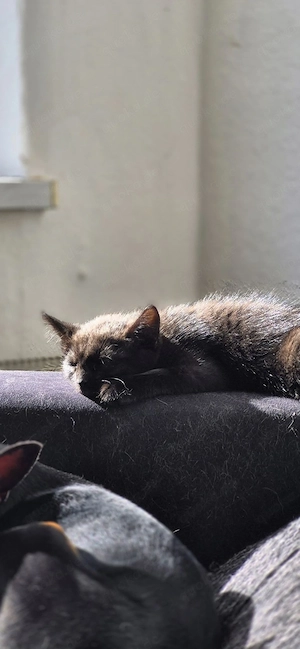 1 Kitten sucht