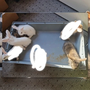 hasenbabys löwenkopf Mix