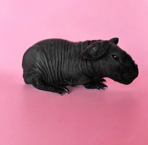 Skinny Pig Babys suchen bald