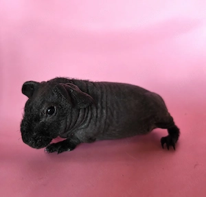 Skinny Pig Babys suchen bald