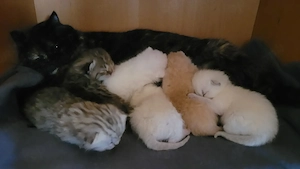 BKH - Mix sucht neues Zuhause 