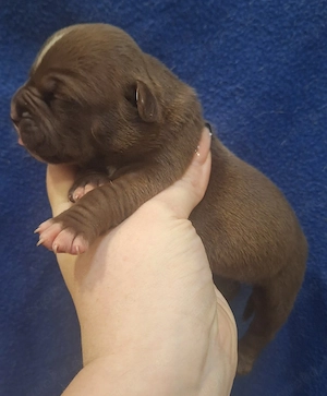 Reinrassige American Bully Welpen suchen ihr Zuhause