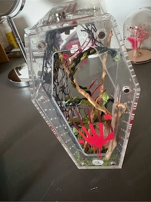 terrarium für springspinne 