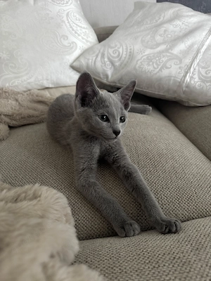 Liebevolles Katzenmädchen sucht ein neues zu Hause 