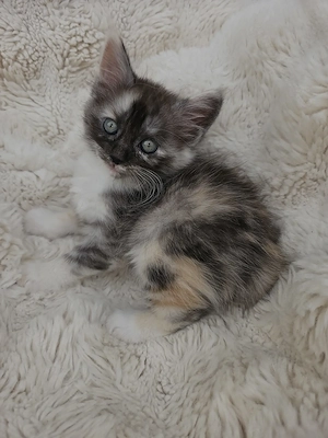   Einzigartige Kitten suchen   