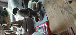 Sphynx Mädchen 3 Jahre alt 