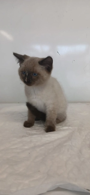 Babykatze, Katzenbaby, Katze