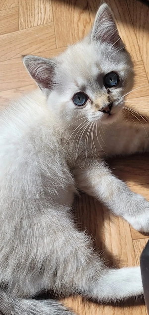 Heilige Birma mix Kitten 