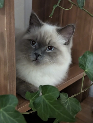 Deckkater wartet auf Damenbesuch 