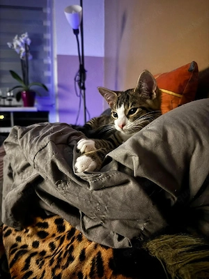 Kitten suchen ein schönes Zuhause