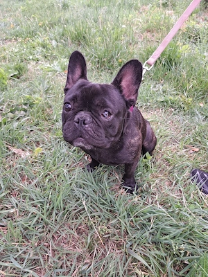 *OTTO* - eine französische Bulldogge (Mischling)