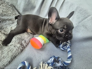 Sehr hübsche Französische Bulldoggen Welpen in Dark Choko 