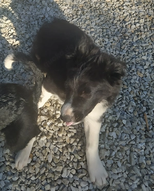 Border Collie Mix Welpe Rüde 4Mon gemütlich ausreisebereit 28.6 