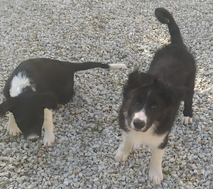 Großer Hund Rüde 7Mon 18kg 47cm ausreisebereit nach Adoption  Bild 7