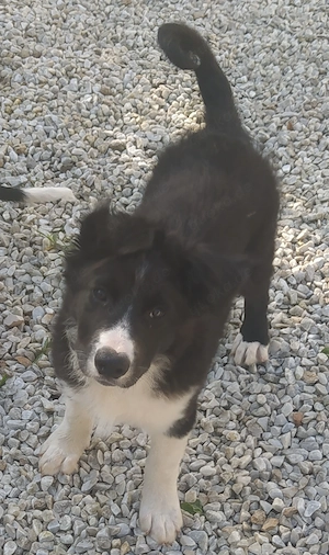 Großer Hund Rüde 7Mon 18kg 47cm ausreisebereit nach Adoption  Bild 6