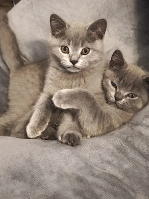 BKH Kitten 